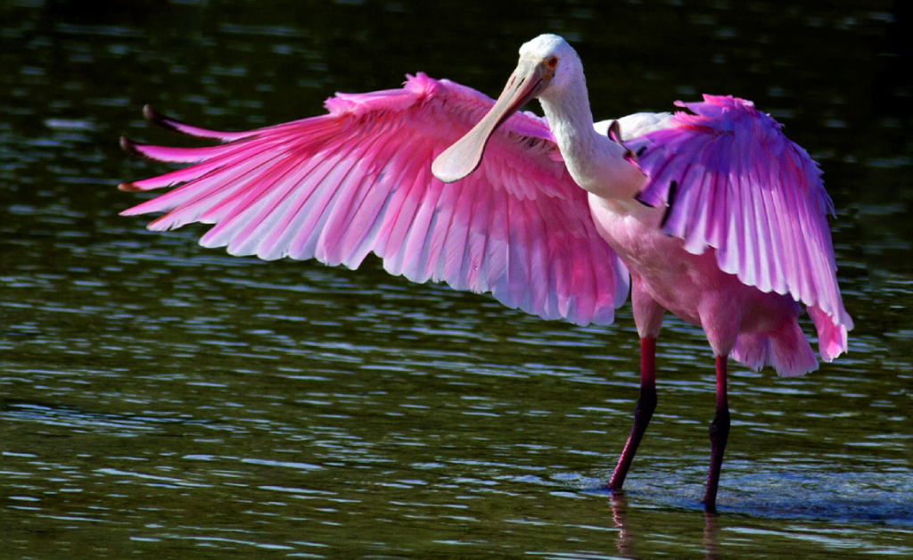 Wildlife & Birding Tour